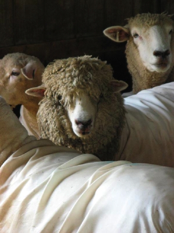 Mendenhall 6151 Merino Ram