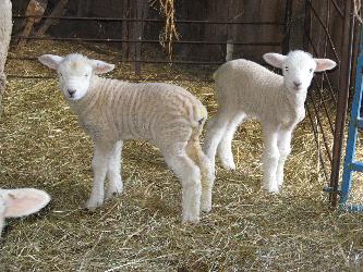Lambs