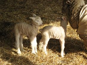 2011 lambs