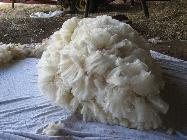 Banjo's Wool