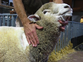 Bill's Fleece