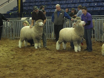 Ram Lambs Farm Show