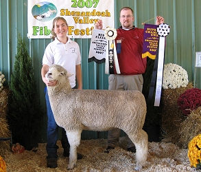 Example of Corriedale Sheep